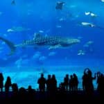 Okinawa,Aquarium
