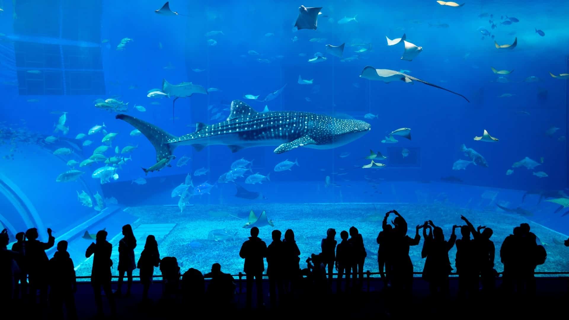 Okinawa,Aquarium Okinawa,Aquarium