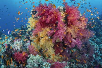 Hurghada Red Sea
