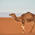 brown camel on desert during daytime