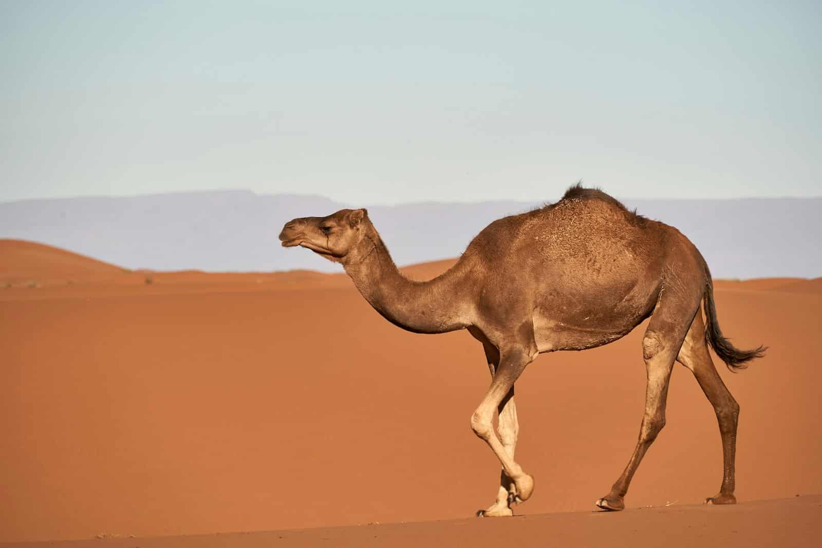 Ramal Tours – douz brown camel on desert during daytime
