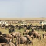 A large herd of wildebeest grazing in a grassy savanna with safari vehicles near