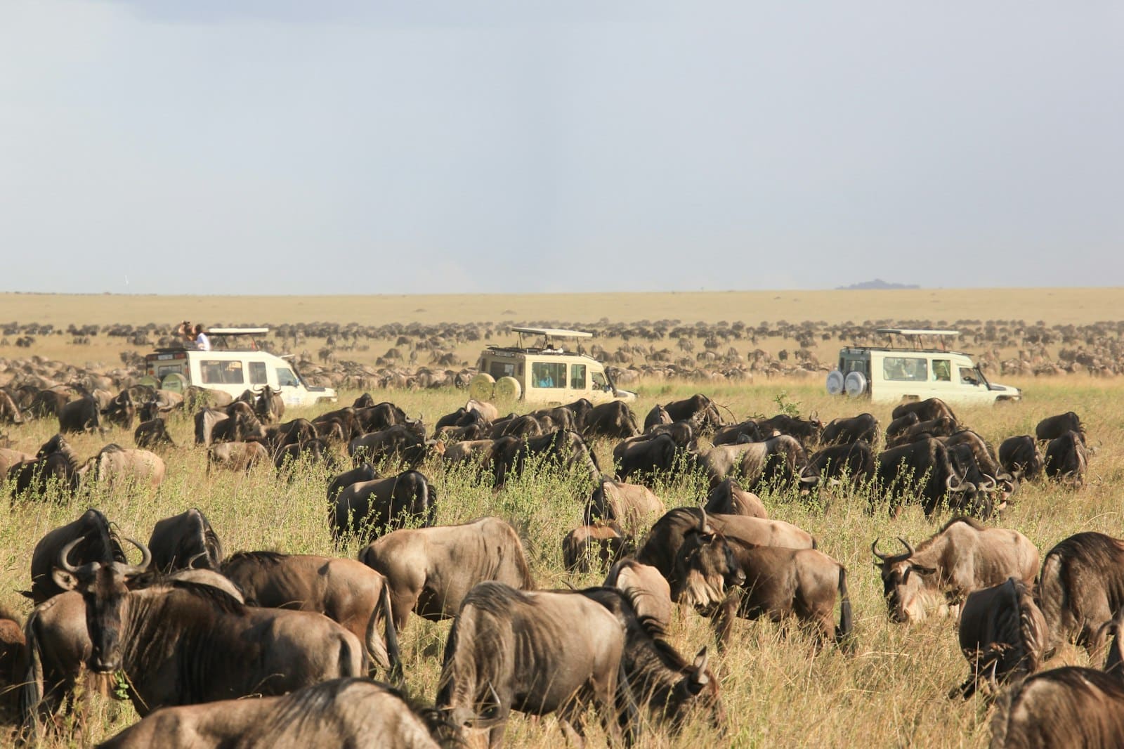 Ramal Tours – serengeti A large herd of wildebeest grazing in a grassy savanna with safari vehicles near